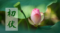 【三伏天】初伏將至，“蒸煮”模式開(kāi)啟！想要健康，這四類(lèi)食物別錯(cuò)過(guò)??！
